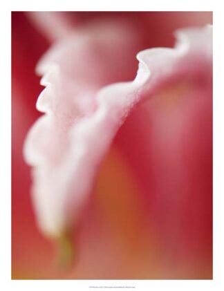 Macro Tulip I