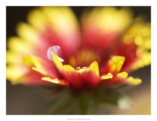 Gaillardia I