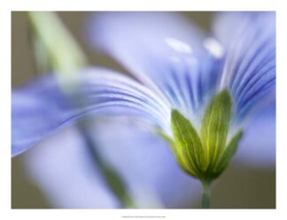 Blue Flax I