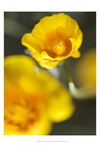California Poppy I