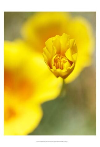 California Poppy III