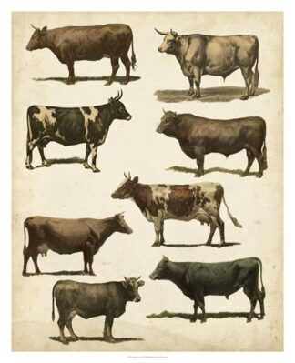 Antique Cow Chart