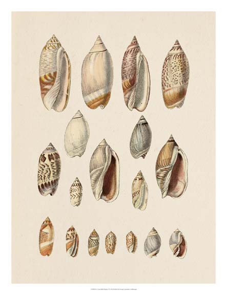 Cone Shell Display I