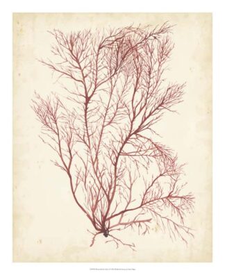 Watercolor Sea Grass I