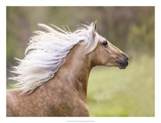 Horse in the Field III