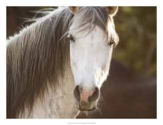 Horse in the Field IV