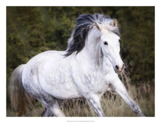 Horse in the Field V