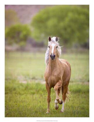 Horse in the Field VI