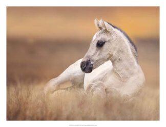Foal in the Field II