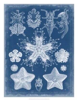 Marine Blueprint III