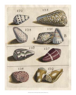Shell Collection I