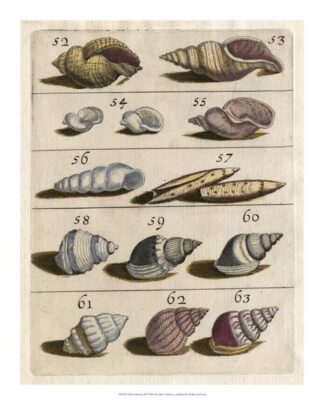 Shell Collection III