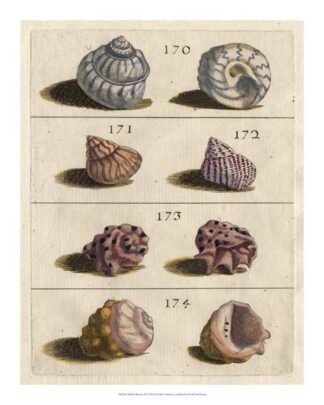 Shell Collection IV