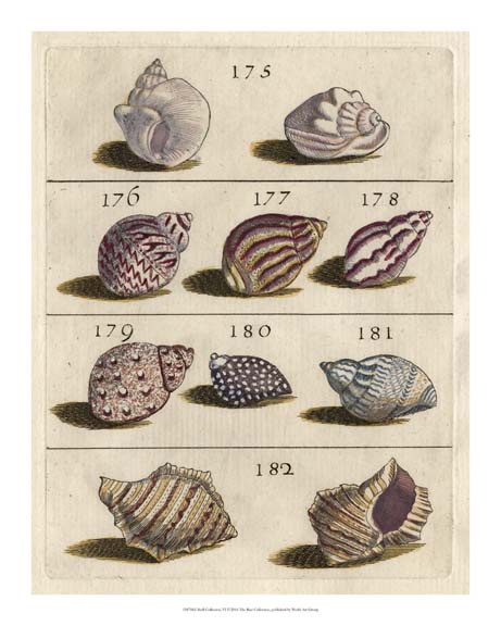 Shell Collection VI