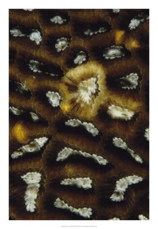 Discovery - Malaysia