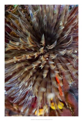 Plumule - N. Sulawesi, Indonesia