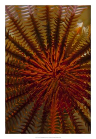 Destiny - S. Raja Ampat, Indonesia