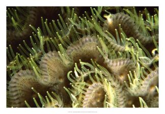 Tips - Sipadan Island, Malaysia