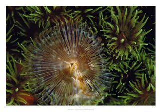 Enchanting - Indonesia