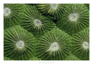 Greenlicious - Thailand