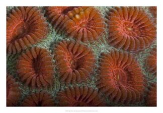 Orange Dream - S. Raja Ampat, Indonesia