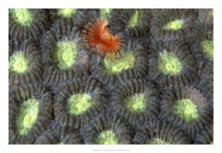 Red Surprise - Indonesia