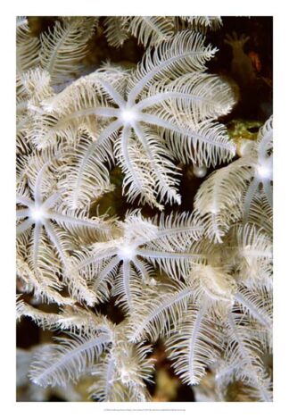 Feathering Flower I - Papua New Guinea
