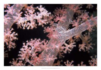 Delicately Pink - Vatu Passage, Fiji