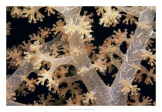 Splendid Branches - Fiji