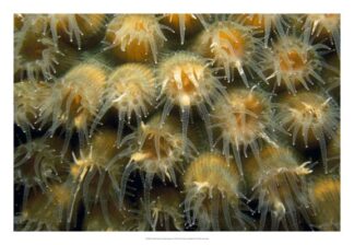 Tender Passion - Negril, Jamaica