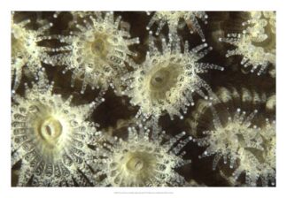 Shower Flower - Central Raja Ampat, Indonesia