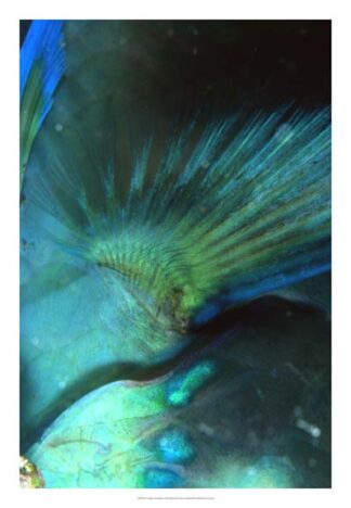 Finality - Australia