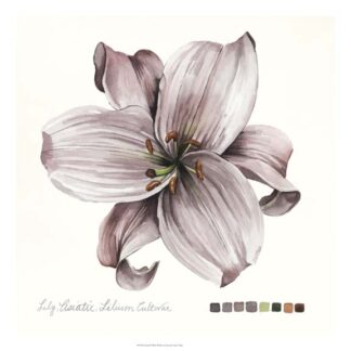 Lilium II