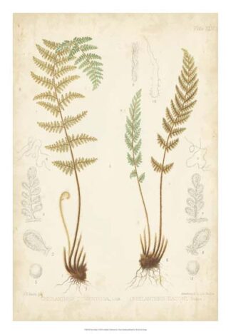 Fern Study I