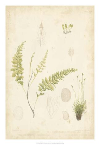 Fern Study IV