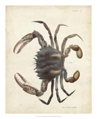 Vintage Crab I
