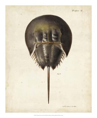 Vintage Horseshoe Crab