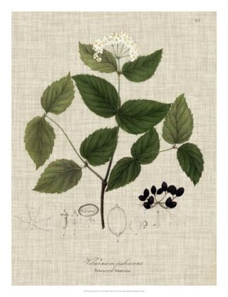 Linen & Leaves I