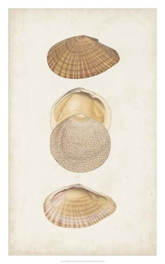 Antiquarian Shell Study I