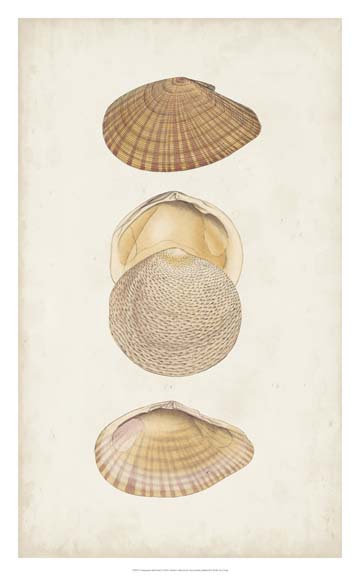 Antiquarian Shell Study I