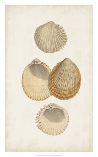 Antiquarian Shell Study II