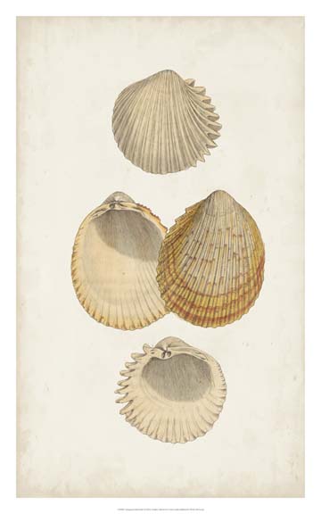 Antiquarian Shell Study II