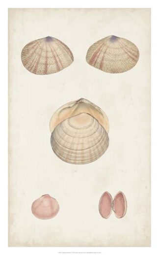 Antiquarian Shell Study V
