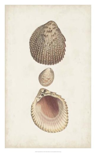 Antiquarian Shell Study VI