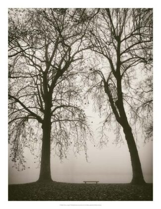 Trees in Fog II