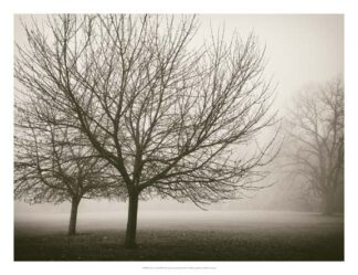 Trees in Fog VIII