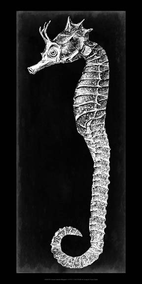 Seahorse Blueprint I