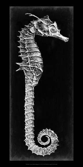 Seahorse Blueprint II