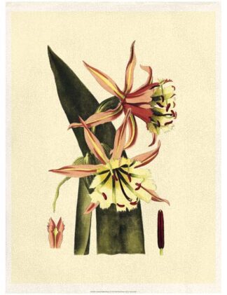 Crackled Striking Beauty I