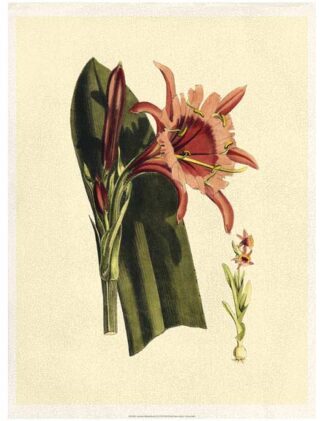 Crackled Striking Beauty II